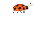 ladybird