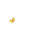 orange butterfly